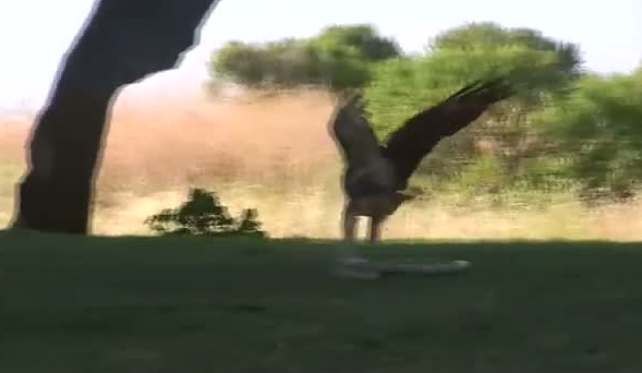 Kartal yere indi ve yılana böyle av oldu 10