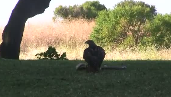 Kartal yere indi ve yılana böyle av oldu 13