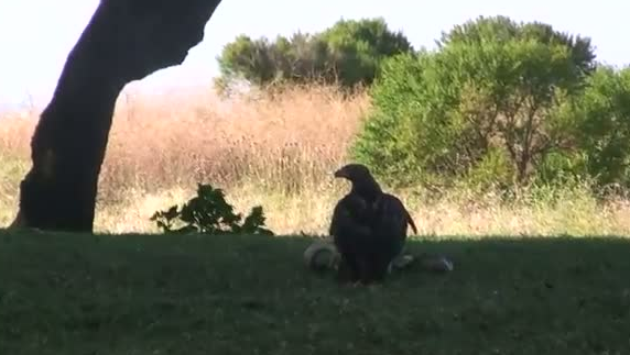 Kartal yere indi ve yılana böyle av oldu 14