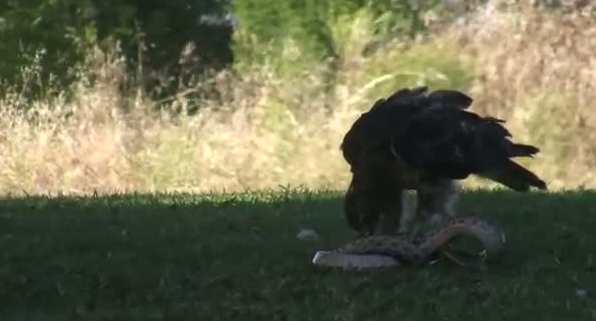 Kartal yere indi ve yılana böyle av oldu 17