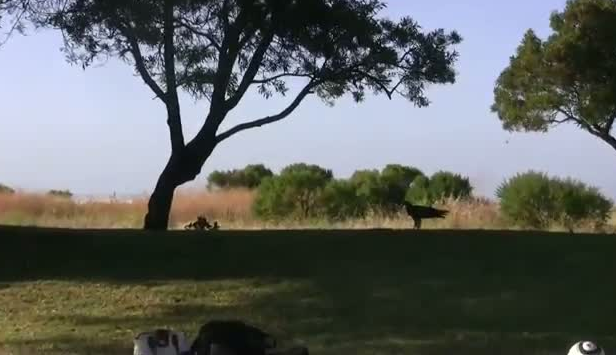 Kartal yere indi ve yılana böyle av oldu 2
