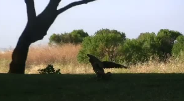 Kartal yere indi ve yılana böyle av oldu 4