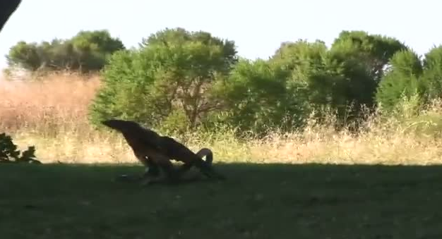 Kartal yere indi ve yılana böyle av oldu 6
