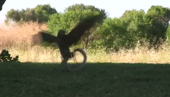 Kartal yere indi ve yılana böyle av oldu 8