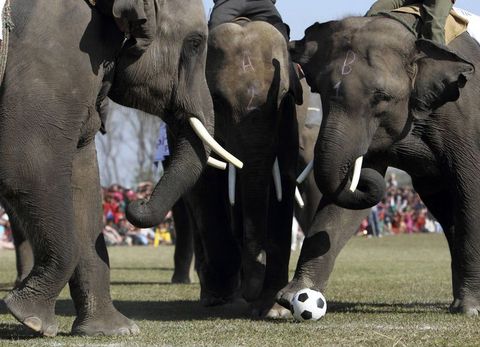 Filler yarıştı, futbol oynadı 1