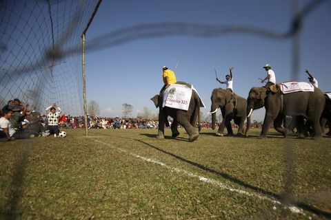 Filler yarıştı, futbol oynadı 2