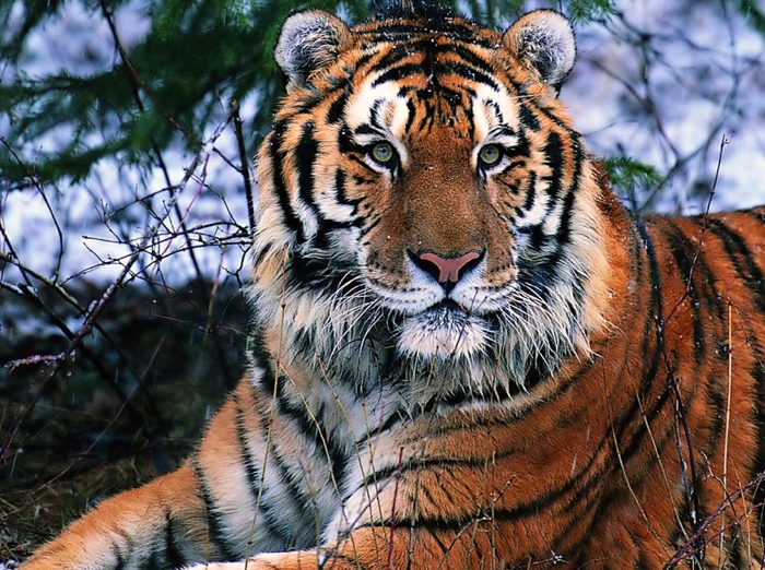 Canlı tavuğu kaplanların önüne attılar ve... 11