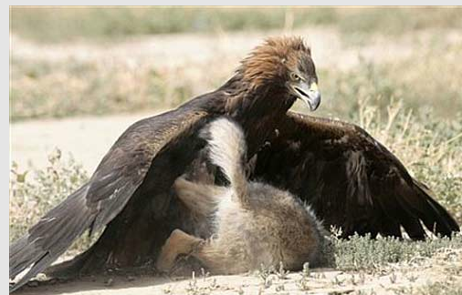 Kartal'ın vahşi avı böyle görüntülendi 11