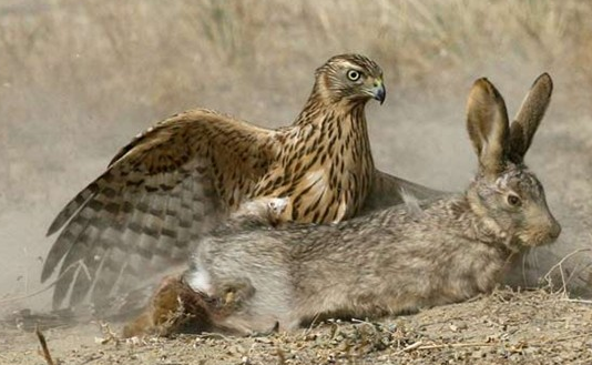 Kartal'ın vahşi avı böyle görüntülendi 5