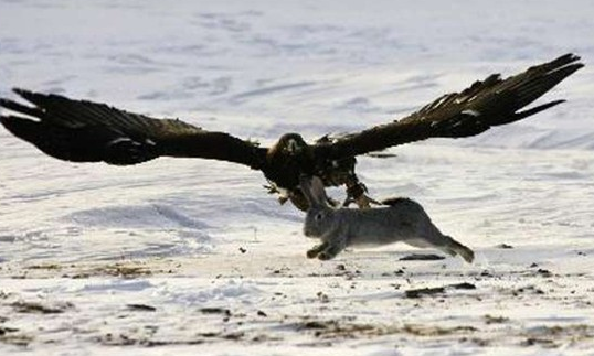 Kartal'ın vahşi avı böyle görüntülendi 7