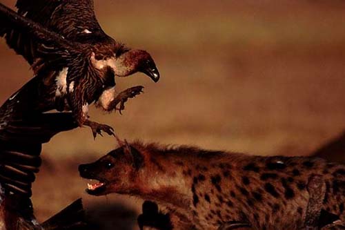 Doğanın vahşileri böyle avlanıyor! 31