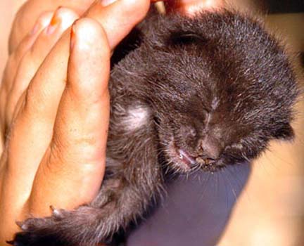 Köpek, kedi doğurdu 1