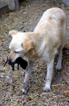Köpek, kedi doğurdu 3