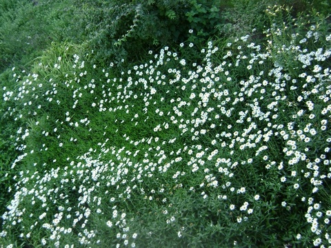Durusu 24