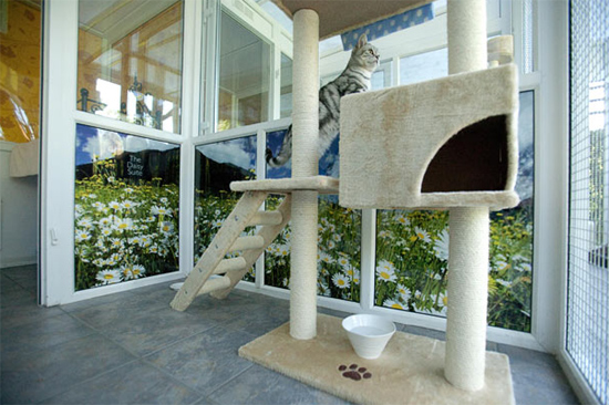Kedilere 5 yıldızlı tatil 6