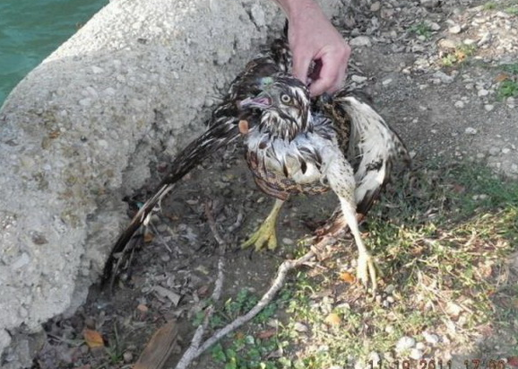 Yılan şahini böyle boğazladı 2