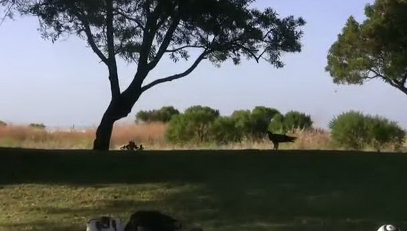 Yılan şahini böyle boğazladı 23