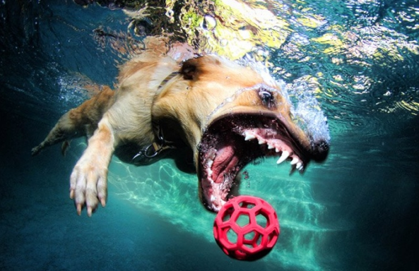 Köpeklerin su altı halleri 39