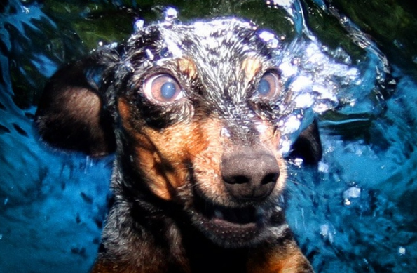 Köpeklerin su altı halleri 4