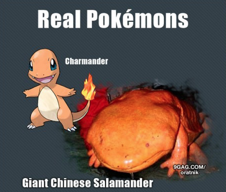 İşte gerçek pokemonlar! 1