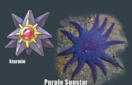 İşte gerçek pokemonlar! 11