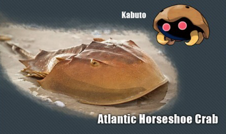 İşte gerçek pokemonlar! 13
