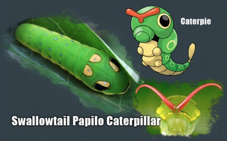İşte gerçek pokemonlar! 2