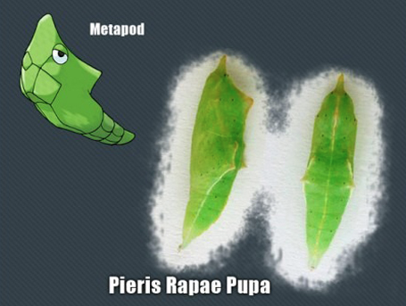 İşte gerçek pokemonlar! 3