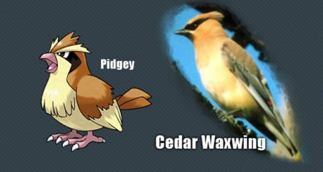 İşte gerçek pokemonlar! 5