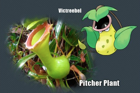 İşte gerçek pokemonlar! 7