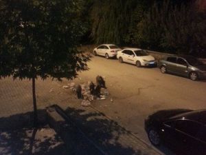 Tunceli'de Yaban Domuzları Şehre İndi