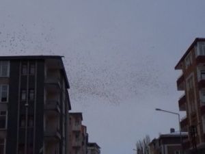 Göç Yolundaki Kuşlar Kars'ta Soğuk Havaya Yakalandı