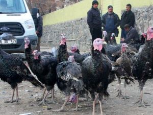 Organik Hindiler Görücüye Çıktı
