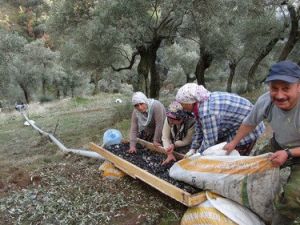 Bu da Aydınlı Zekası, Dağdan Zeytin İndirmek İçin Boru Döşedi (Özel)