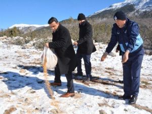 Amanos Dağı'na Yem Bırakıldı