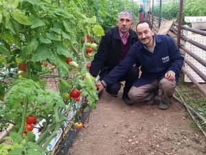 Simav'da Jeotermal Isıtmalı Topraksız Sera Alanı 100 Dönüme Çıktı