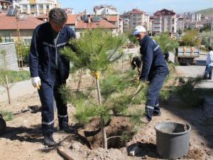 Nevşehir'de Halka 200 Bin Fidan Dağıtıldı