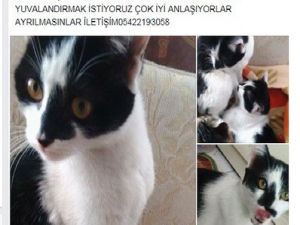 Sahipsiz Ya da Yaralı Hayvanlara İnternet Üzerinden Yuva Buluyorlar