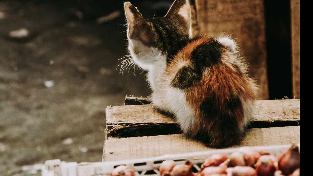 Nestle, Purina markalı evcil hayvan mamalarında böcek proteini kullanmaya başladı