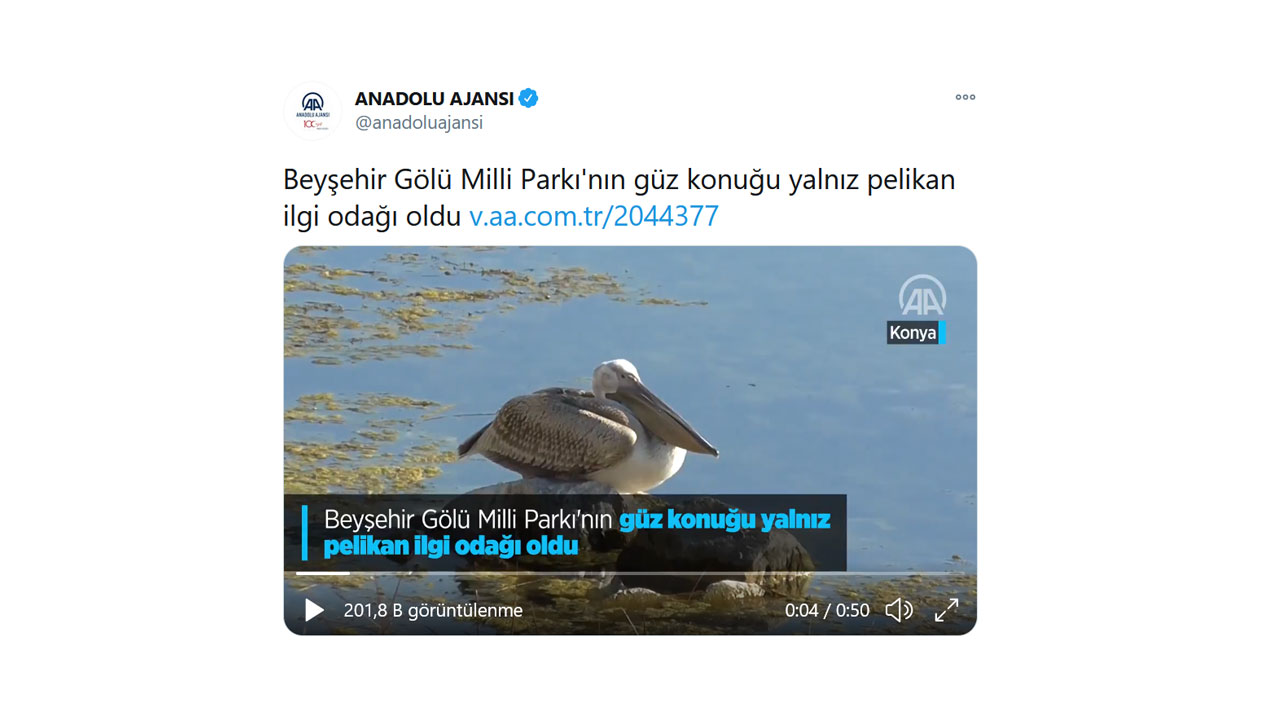 Sosyal medya karıştı. Anadolu Ajansının pelikan haberi birçok farklı yoruma neden oldu