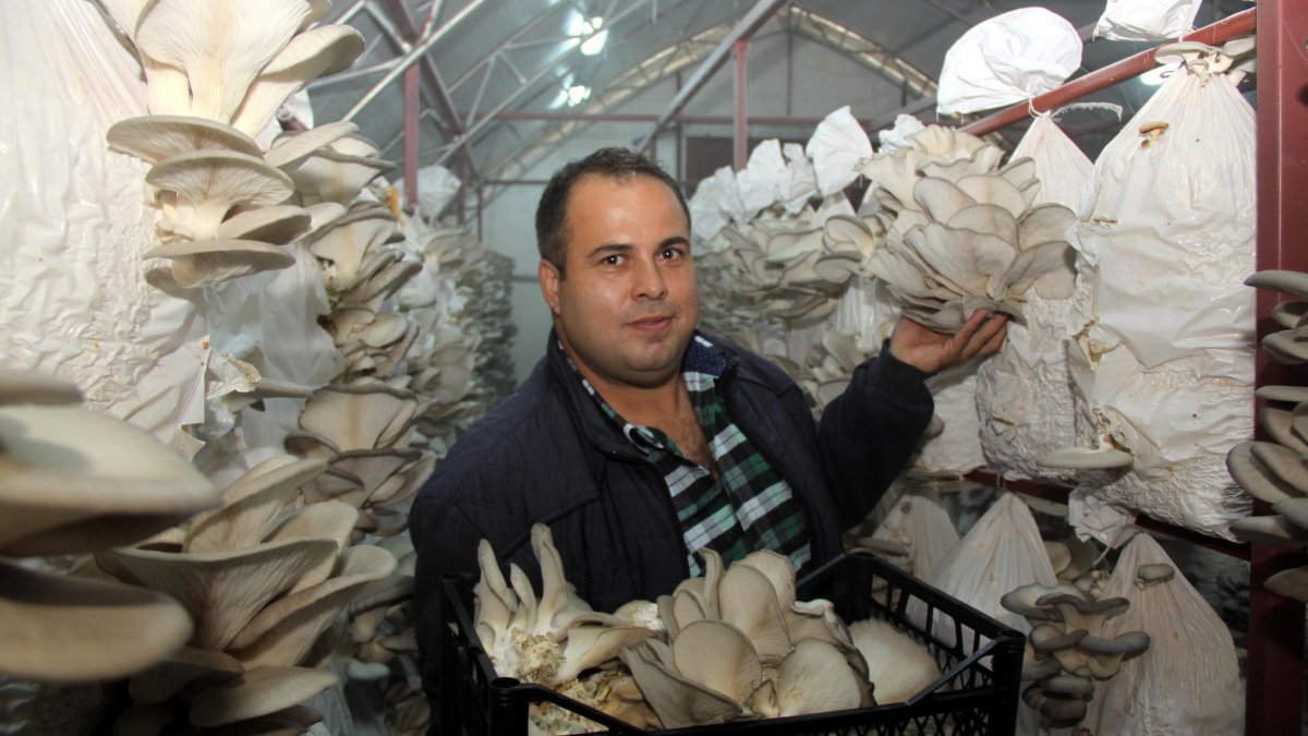 Tadını beğendiği istiridye mantarını üretmeye başladı, siparişlere yetişemiyor