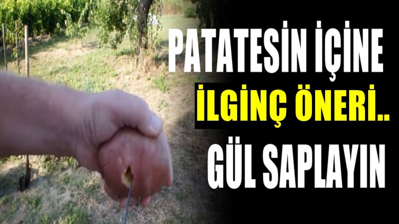 Patatesin içine gül saplayın ve bekleyin. 7 Gün sonra olanlar inanılmaz...