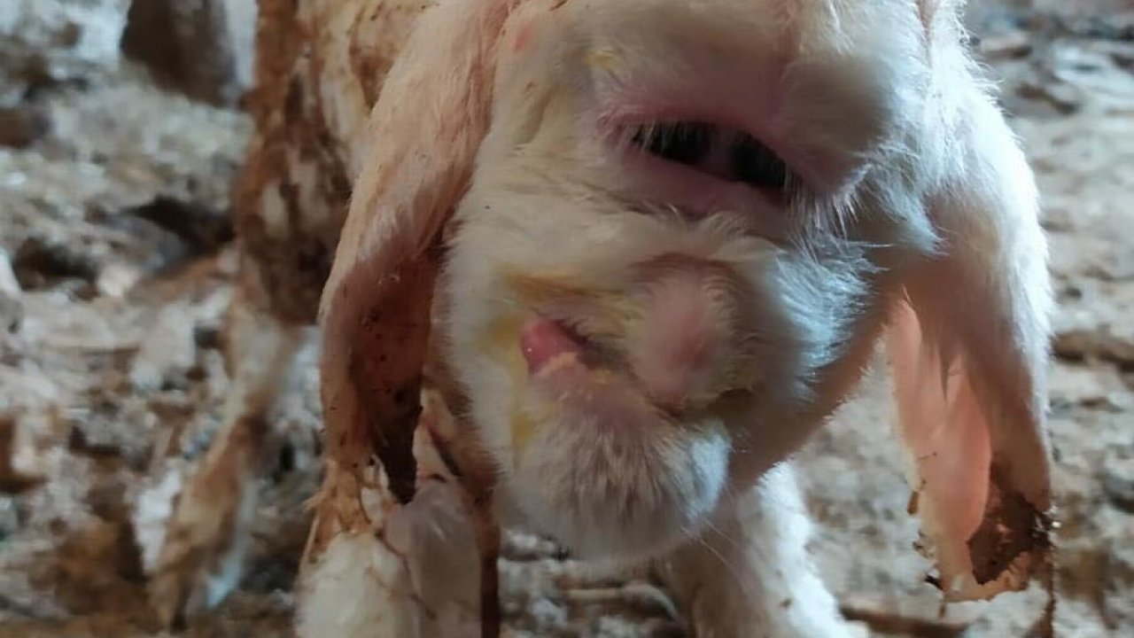 Yeni doğan kuzunun yüzü sahibini şaşırttı. Türkiye gündemine oturan o kuzudan acı haber