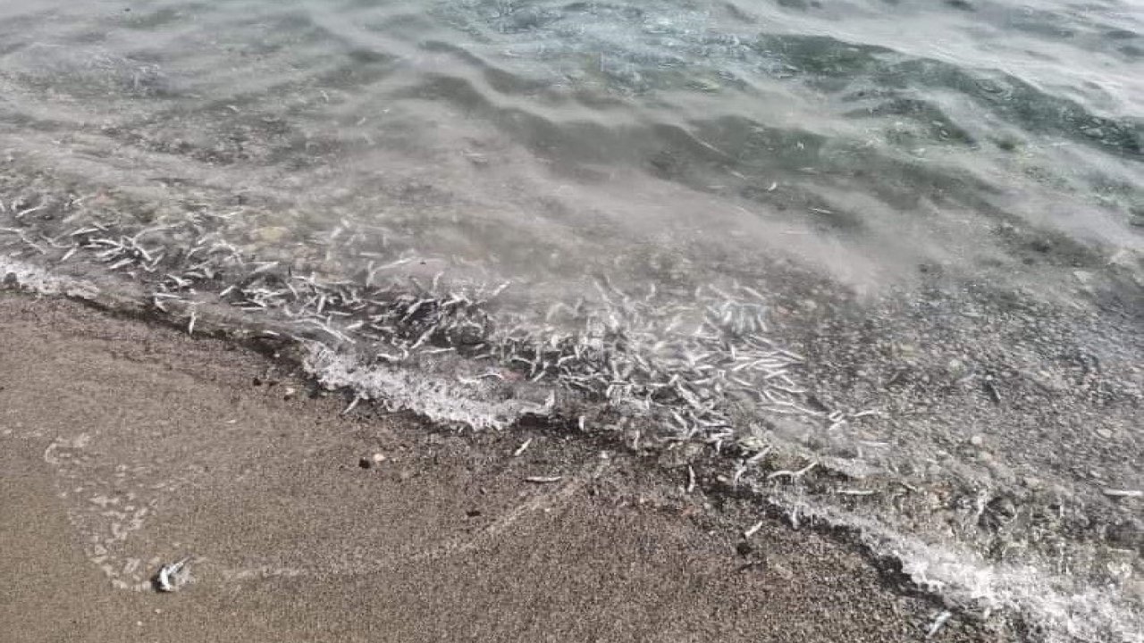 Korkutan görüntüler.. Neler oluyor? Denize dökülen ölü hamsiler panik yarattı