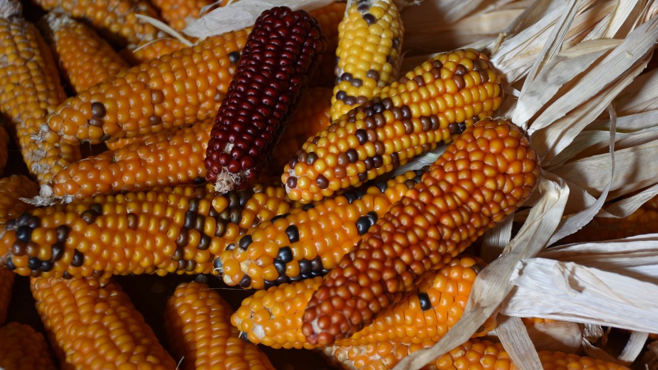 Böyle bir mısırı daha önce hiç görmediniz! Posof'un mısırları herkesi büyülüyor