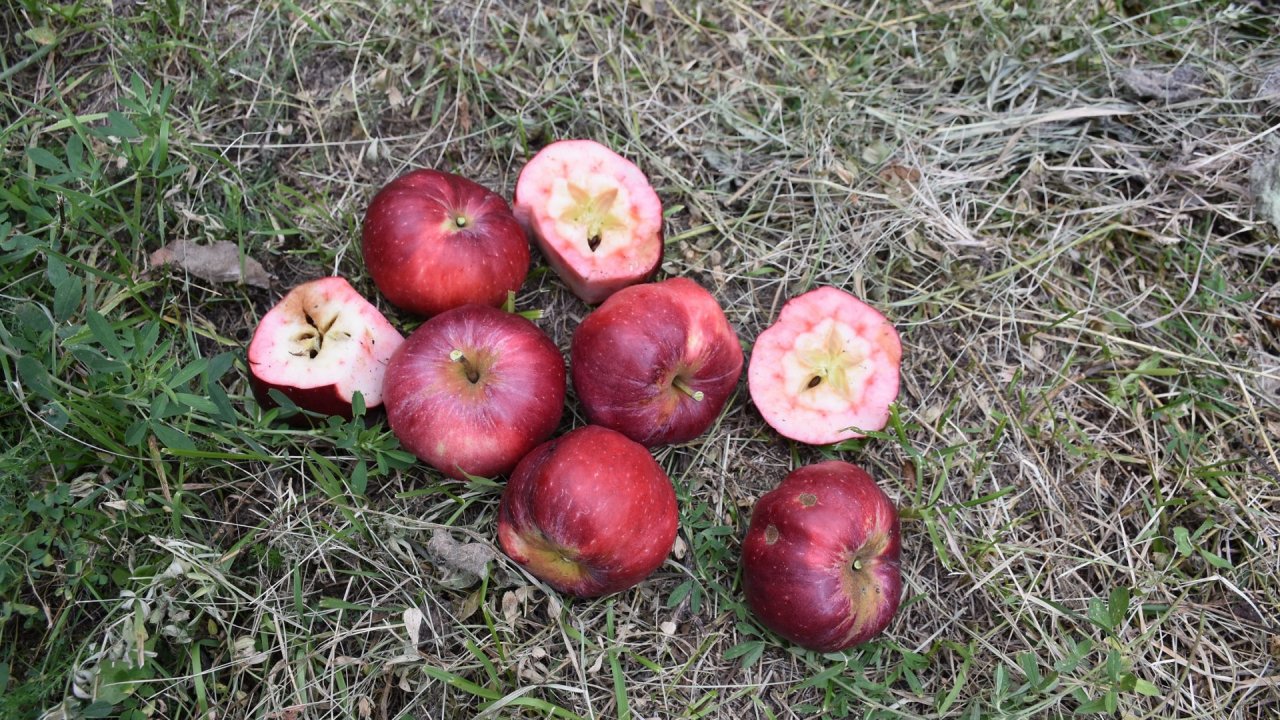 İçi dışı bir Posof elmasının faydaları inanılmaz