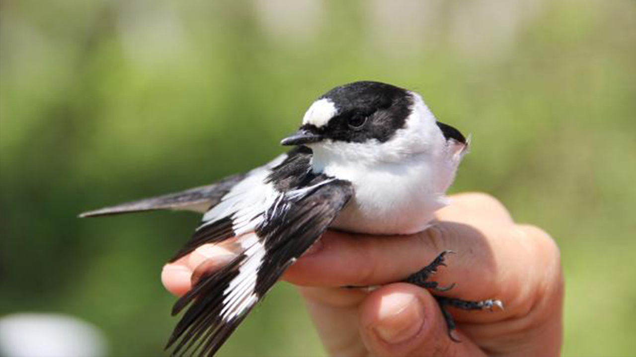 Ebird 2020 De Turkiye De En Cok Kus Goruntulenen Ili Acikladi