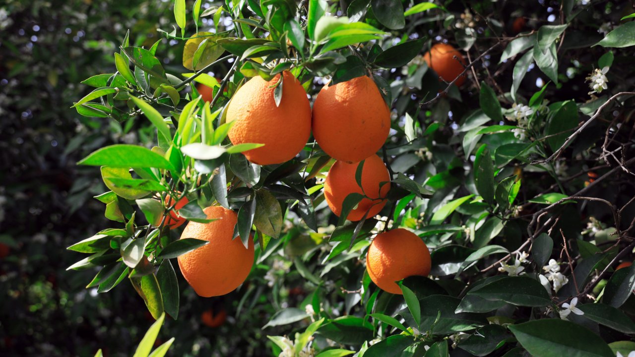 Eskiden kiloyla alırdık şimdi tane ile alın uyarısı yapılıyor!