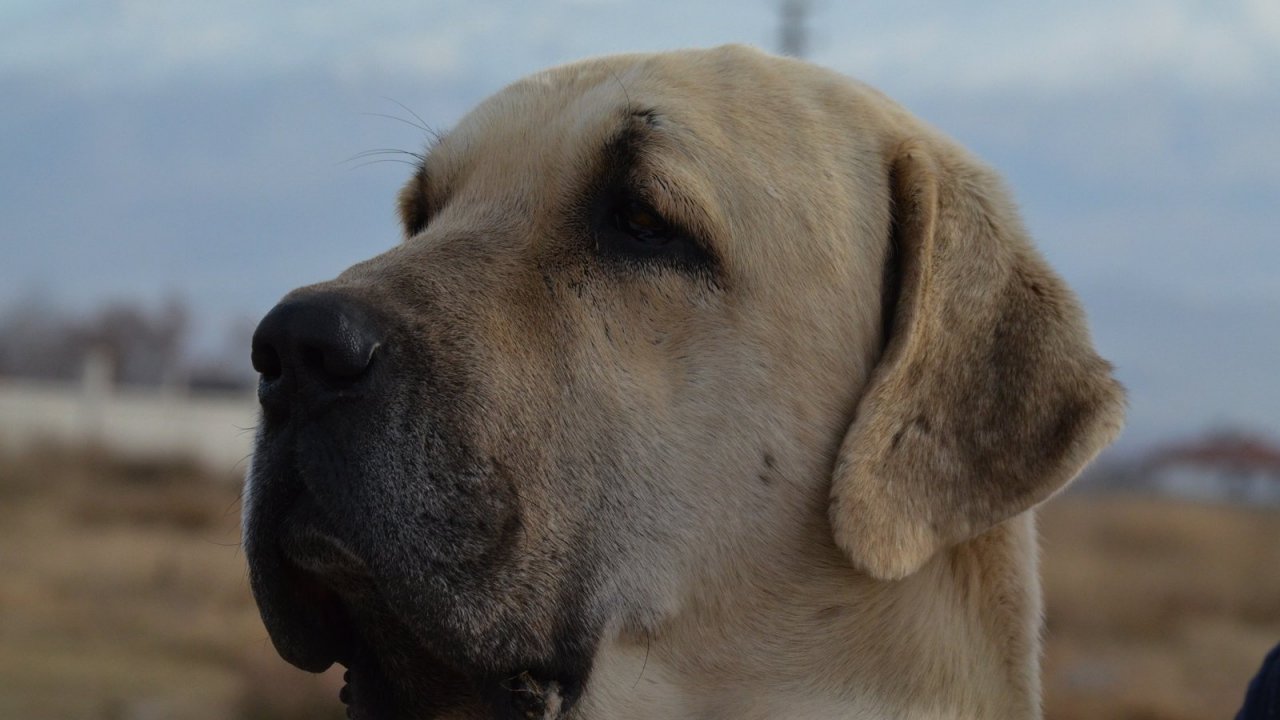 Anadolu aslanı diye de bilinen Aksaray Malaklısı düşmana korku salıyor