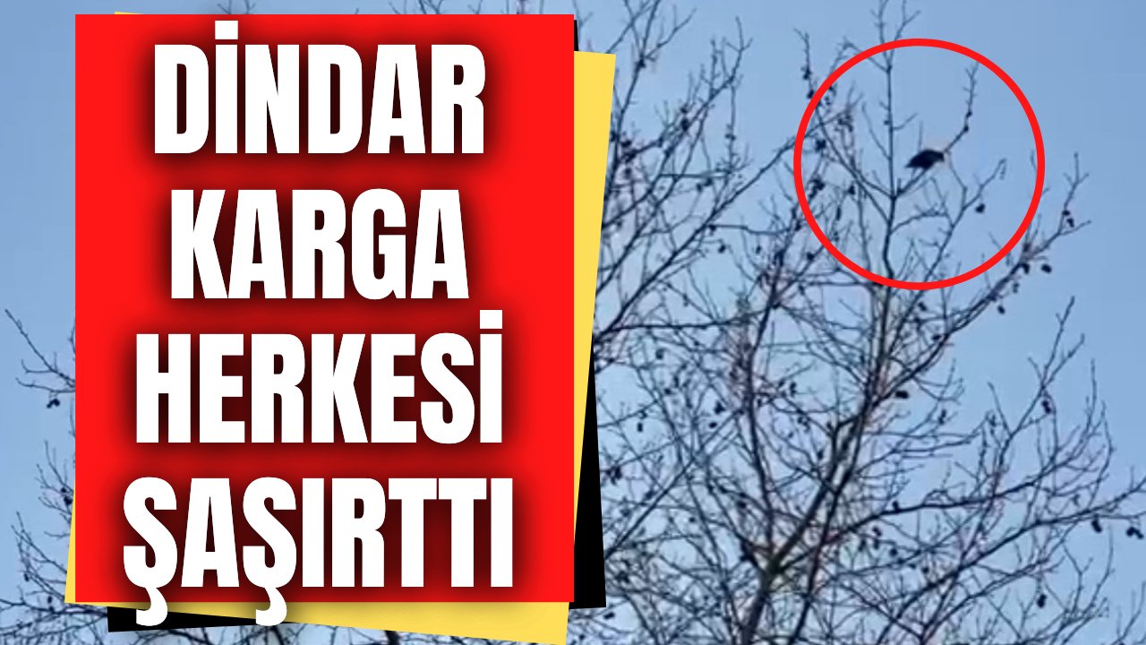 Dindar karga söylediği sözle herkesi şoka soktu